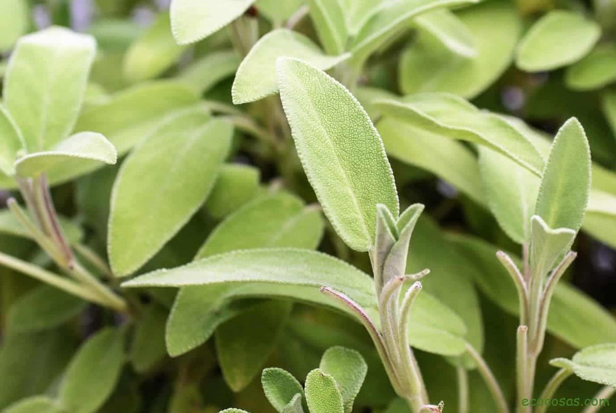 Los sorprendentes beneficios de la salvia, aliada de la salud de la mujer