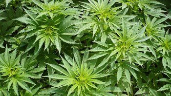 Colombia legalizará la marihuana con fines medicinales