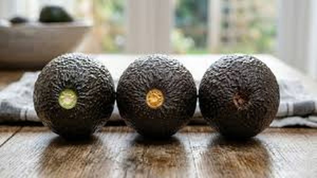 El pedúnculo de la palta puede dividirse en tres colores. El pedúnculo de la palta puede dividirse en tres colores.