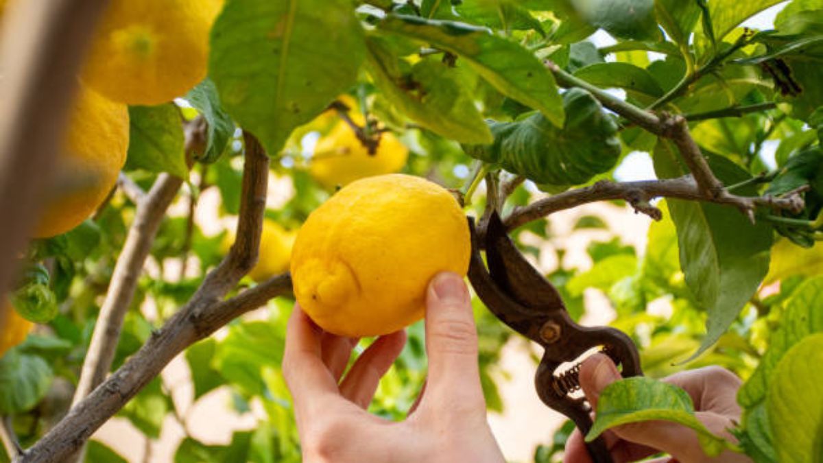 Las tareas de jardinería de este mes van desde la poda hasta la cosecha.
