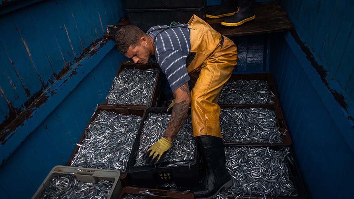 Diputados analizan un proyecto sobre la pesca.