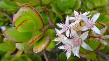 Cómo regar el árbol de jade para que se llene de flores: evita que se marchite Cómo regar el árbol de jade para que se llene de flores: evita que se marchite