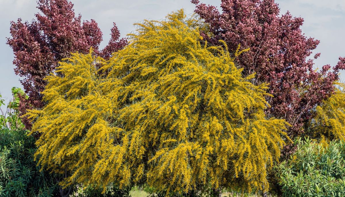 El árbol perfumado que aporta valor estético y le da un toque distintivo al jardín