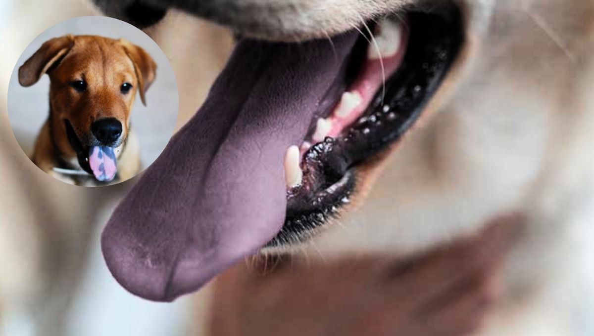 La lengua morada en un perro puede ser un indicador de que hay un problema de salud 