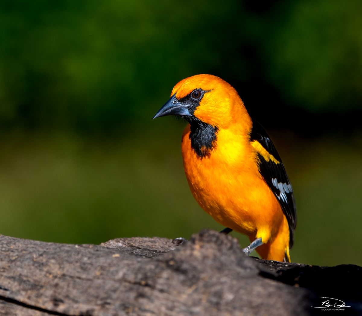 En el parque hay especies de aves poco comunes. En el parque hay especies de aves poco comunes.