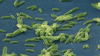 Florida: Reportan cinco muertos y más de 20 infectados por bacteria 'come carne'