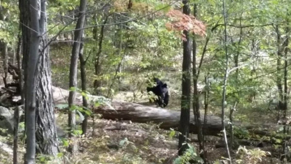 La foto de oso que sacó el joven antes de morir. La foto de oso que sacó el joven antes de morir.