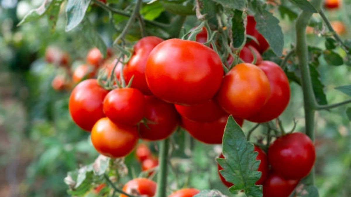Cuál es el mejor momento del año para podar una planta de tomate, según expertos en jardinería