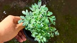 Si tenes una planta de ruda en tu casa, te contamos qué significa y qué beneficios trae a tu hogar Si tenes una planta de ruda en tu casa, te contamos qué significa y qué beneficios trae a tu hogar
