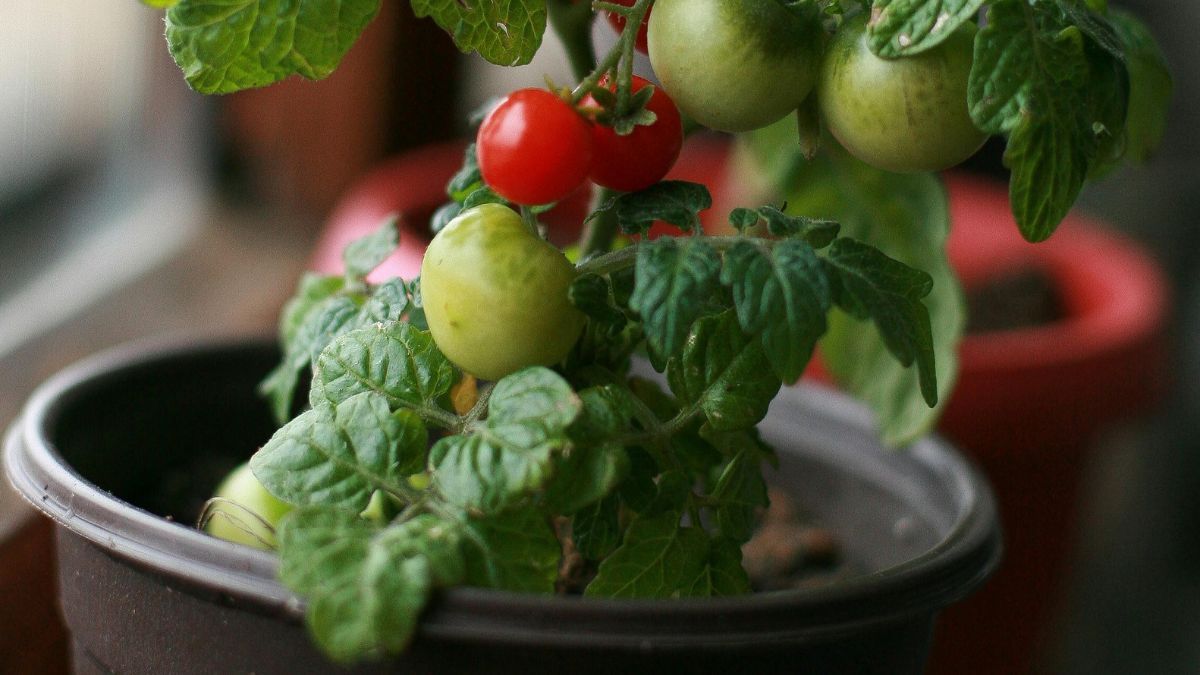 El tomate puede crecer fácilmente en maceta. Foto: Pexels El tomate puede crecer fácilmente en maceta. Foto: Pexels