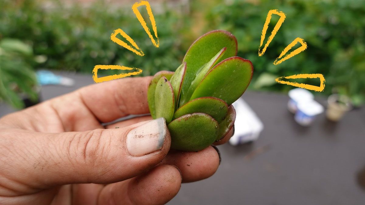 Existe un paso a paso muy fácil de llevar a cabo para que nuestro árbol de jade pueda crecer fuerte.