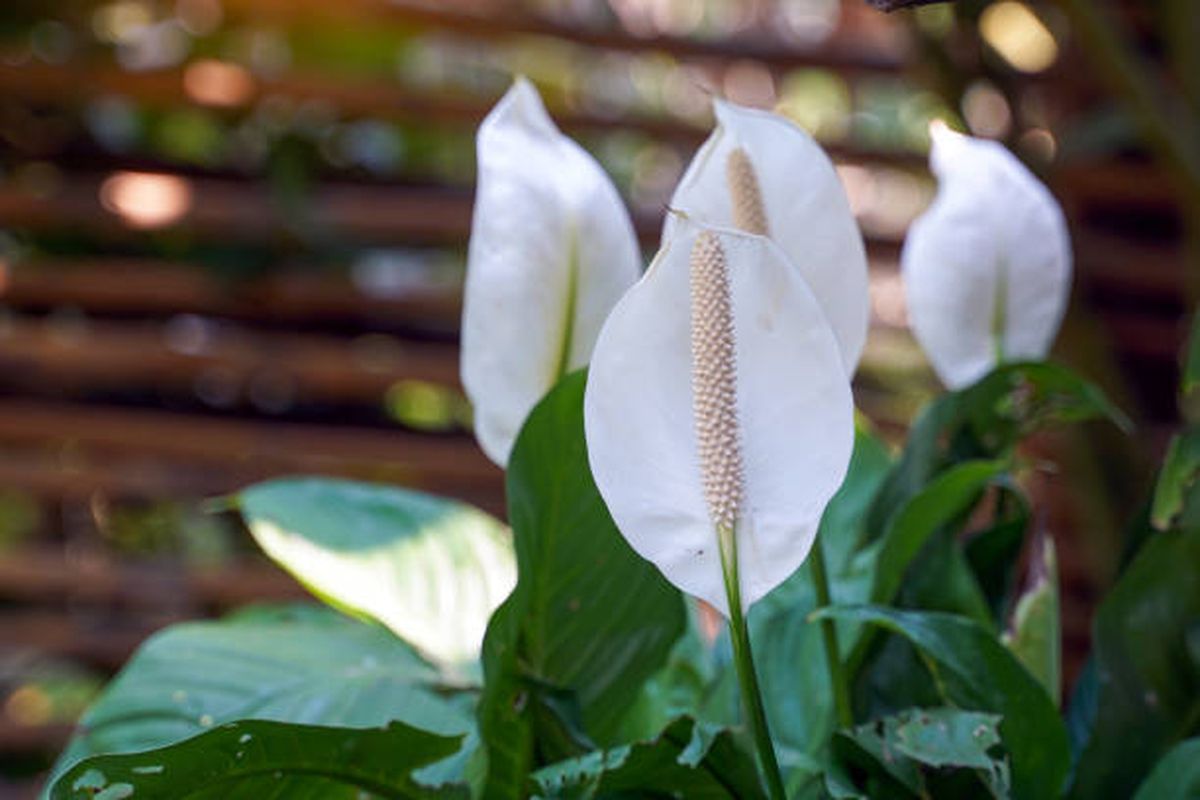 Esta planta debe ubicarse en el dormitorio, según el Feng Shui. Esta planta debe ubicarse en el dormitorio, según el Feng Shui.