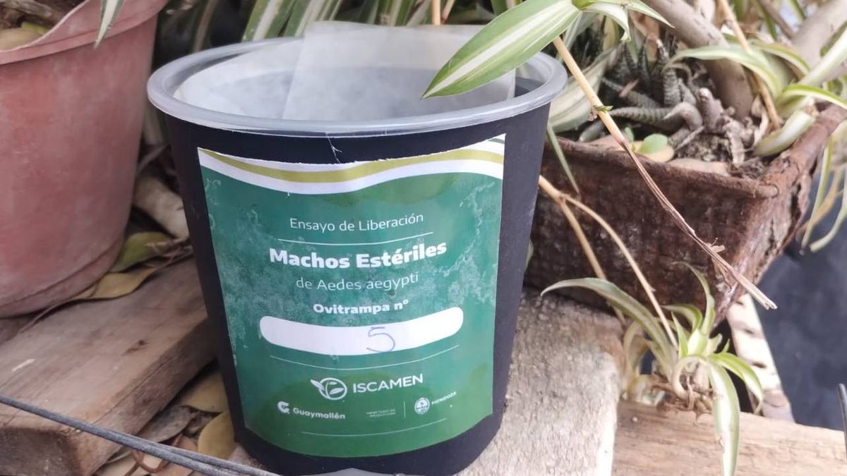 Es la primera vez que el ente fitosanitario de Mendoza realiza ensayos en busca de neutralizar el riesgo del dengue para la vida humana. Es la primera vez que el ente fitosanitario de Mendoza realiza ensayos en busca de neutralizar el riesgo del dengue para la vida humana.