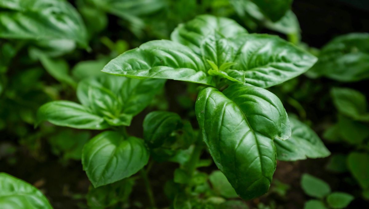 Planta de albahaca. Planta de albahaca.