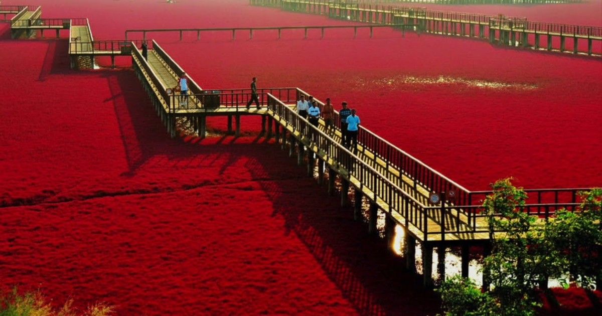 Esta especie florece en primavera, entre en abril y mayo. Esta especie florece en primavera, entre en abril y mayo.