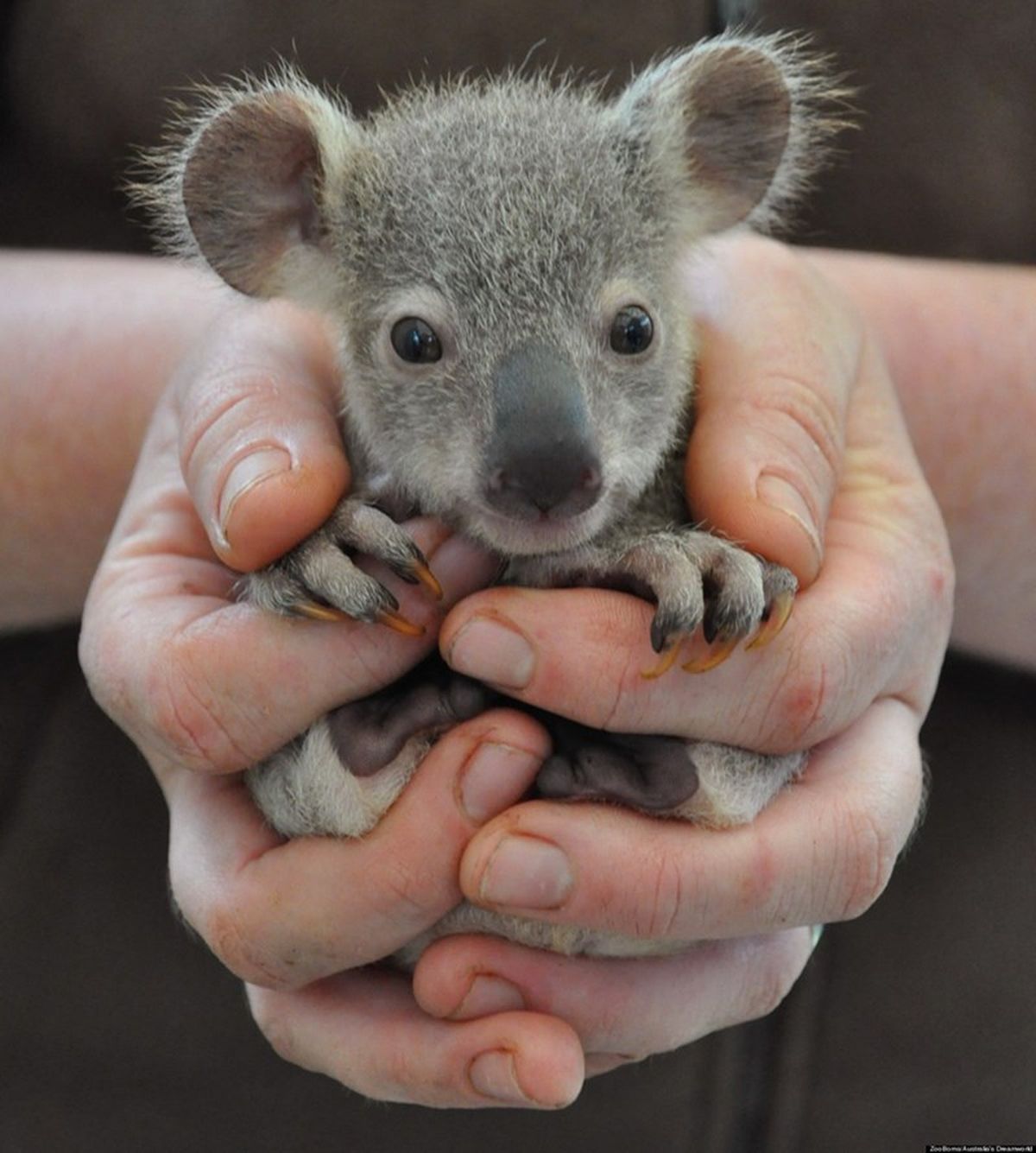 Y si te preguntas por qué el koala no consiguió el trabajo, déjame decirte que es porque estaba poco Y si te preguntas por qué el koala no consiguió el trabajo, déjame decirte que es porque estaba poco