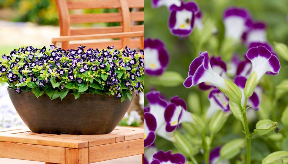 Son famosas por su abundante floración en zonas de semisombra. Son famosas por su abundante floración en zonas de semisombra.