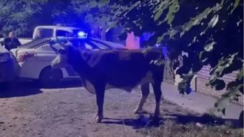 Video: un toro se escapó y vecinos intentaron carnearlo