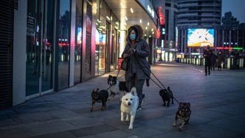Un perro dio positivo en coronavirus y deberá entrar en cuarentena