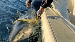 El animal que se dirige a la costa y pesa 771 kilogramos: es el tiburón blanco más grande del Atlántico