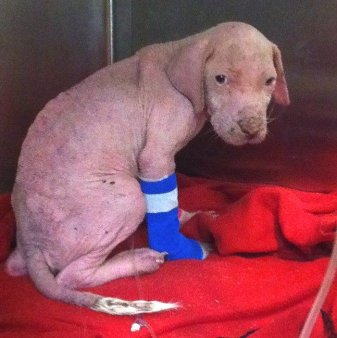 Este cachorro de pitbull se emocionó cuando lo adoptaron