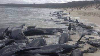 Solo sobreviven seis de más de 150 ballenas varadas en Australia