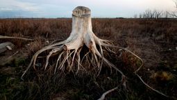 Un árbol de Epecuén que fue víctima de la tragedia. Una imagen impactante. Foto: Silvana Colombo