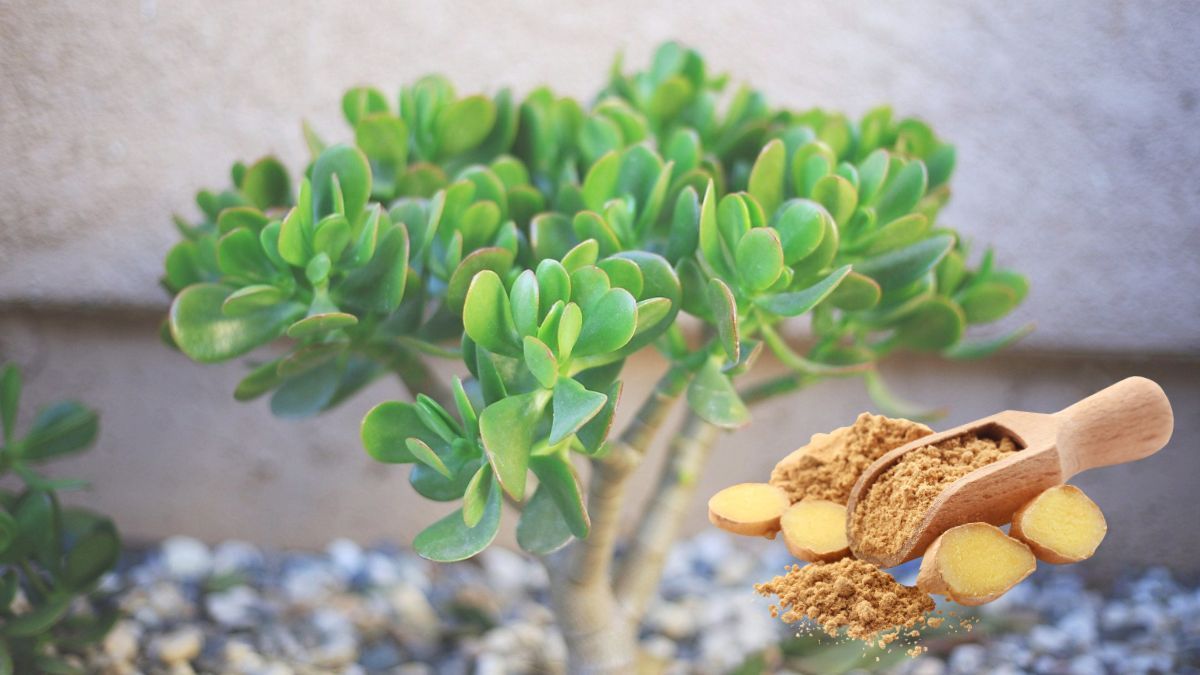 ¿Qué sucede si le agregas jengibre al árbol de Jade?