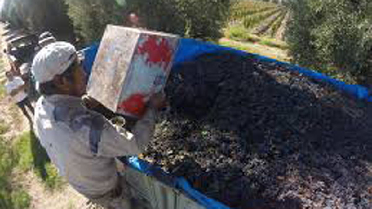 Cosecha 2021: qué necesitan los obreros golondrina para ingresar a Mendoza 