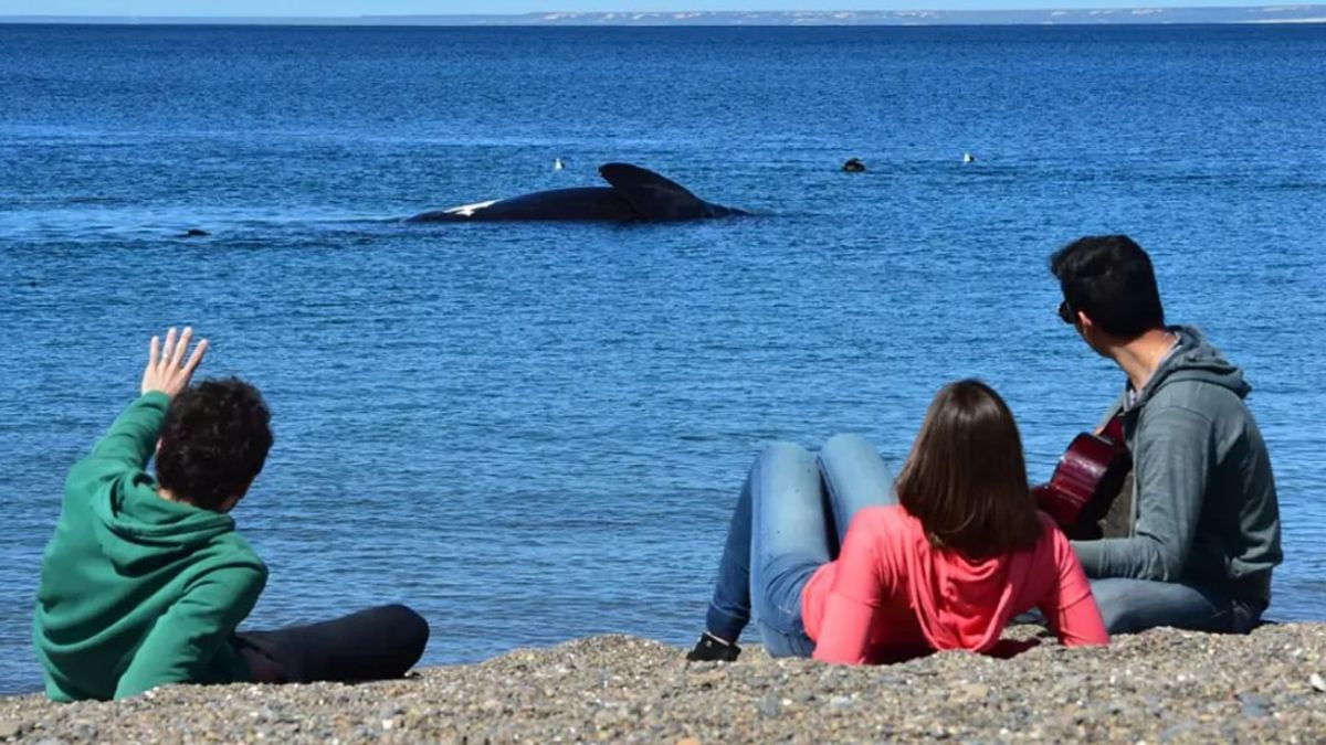 El avistaje de ballenas desde la costa en Puerto Madryn es una buena opción frente al alto costo de la excursión El avistaje de ballenas desde la costa en Puerto Madryn es una buena opción frente al alto costo de la excursión