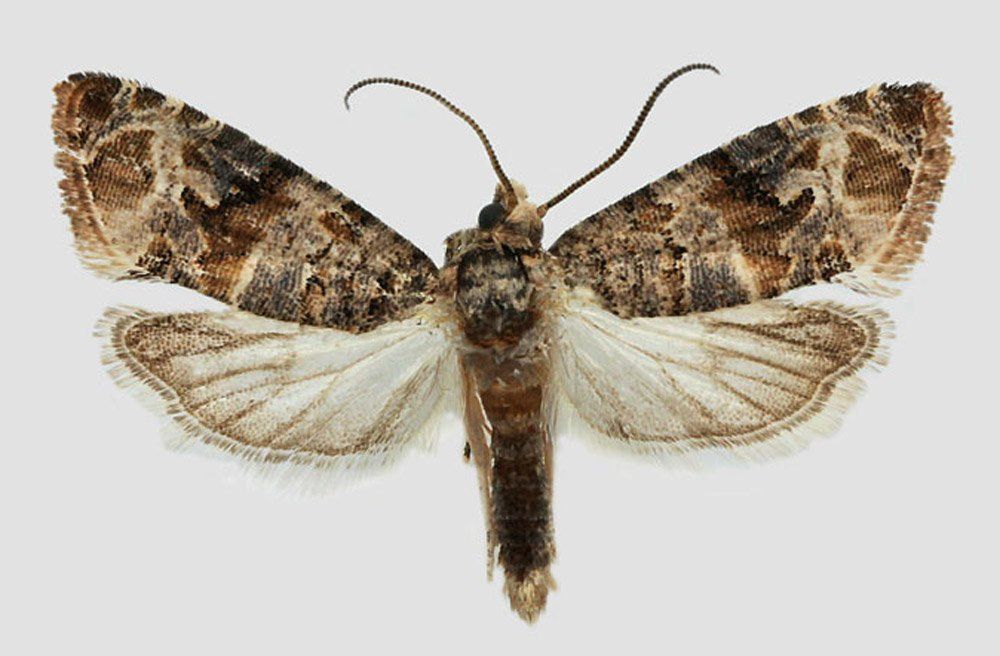 Agroindustria: combatirán a la polilla de la vid con insectos estériles