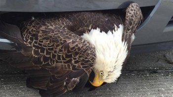 Un águila, atrapada en un paragolpes por el huracán Matthew