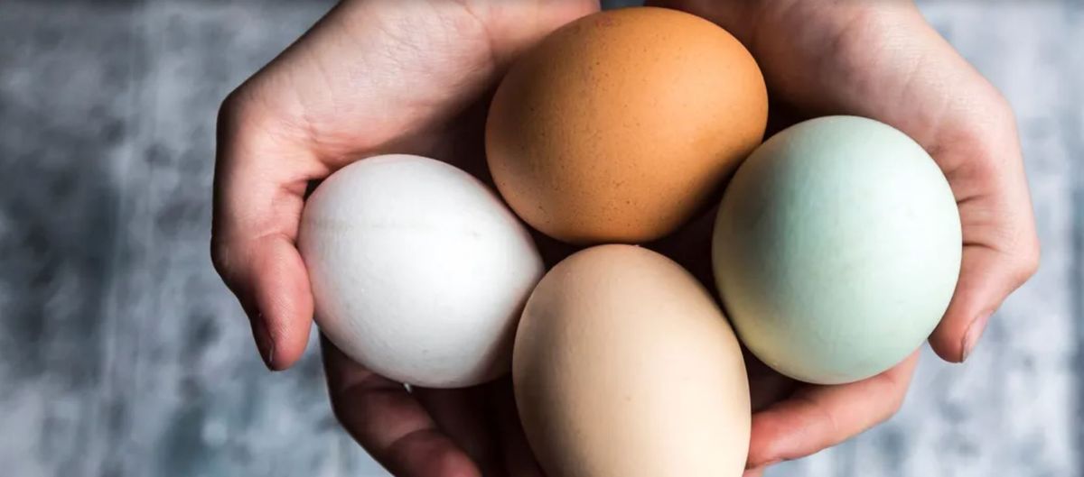 Alimento saludable. Beneficios de comer huevo todos los días.