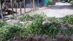 Descubrieron 25 plantas de marihuana en una vivienda de Las Heras