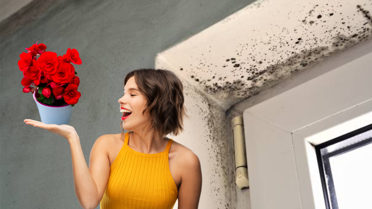 Esta planta eliminará la humedad del baño.