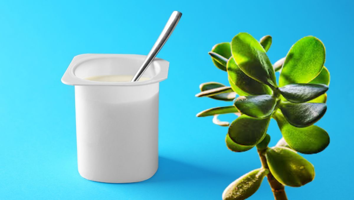 Árbol de Jade: ¿Qué sucede si le colocas yogurt?