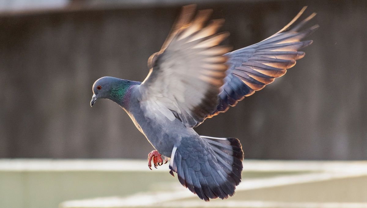 Una paloma es un ave perteneciente a la familia Columbidae, caracterizada por tener un cuerpo robusto, patas cortas y cabeza pequeña Una paloma es un ave perteneciente a la familia Columbidae, caracterizada por tener un cuerpo robusto, patas cortas y cabeza pequeña
