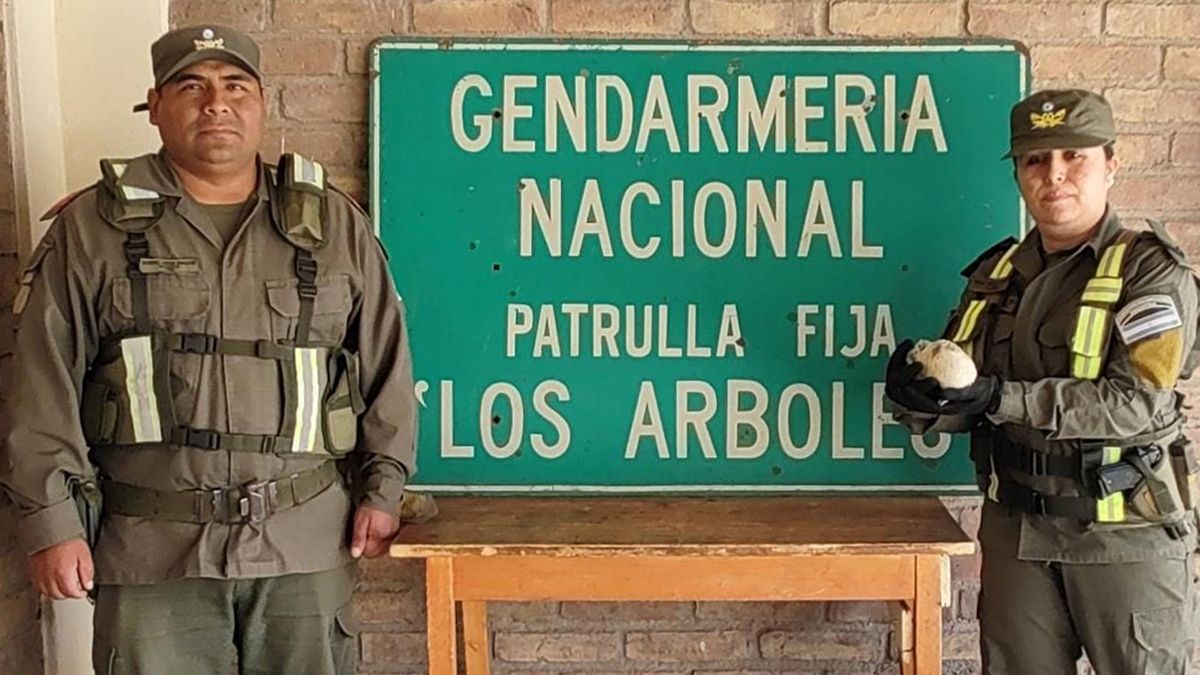 El erizo albino quedó en resguardo de Gendarmería Nacional.