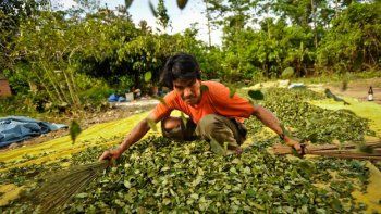 Bolivia bajó el último año 11% la producción de hoja de coca