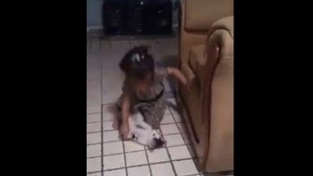 Video: graba a su hija maltratando a un pequeño gato