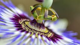 Es una planta ornamental y aromática para el jardin. Imagen de Freepik.
