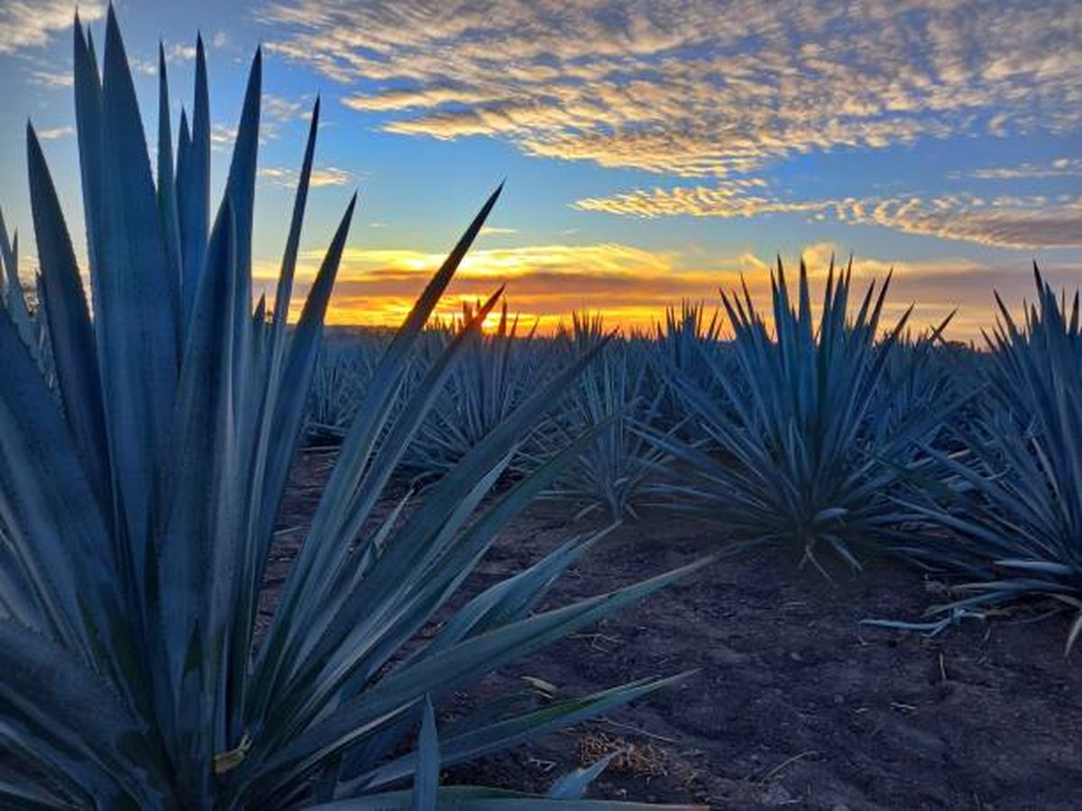 El agave es una planta nativa de las regiones áridas de Estados Unidos y México. El agave es una planta nativa de las regiones áridas de Estados Unidos y México.