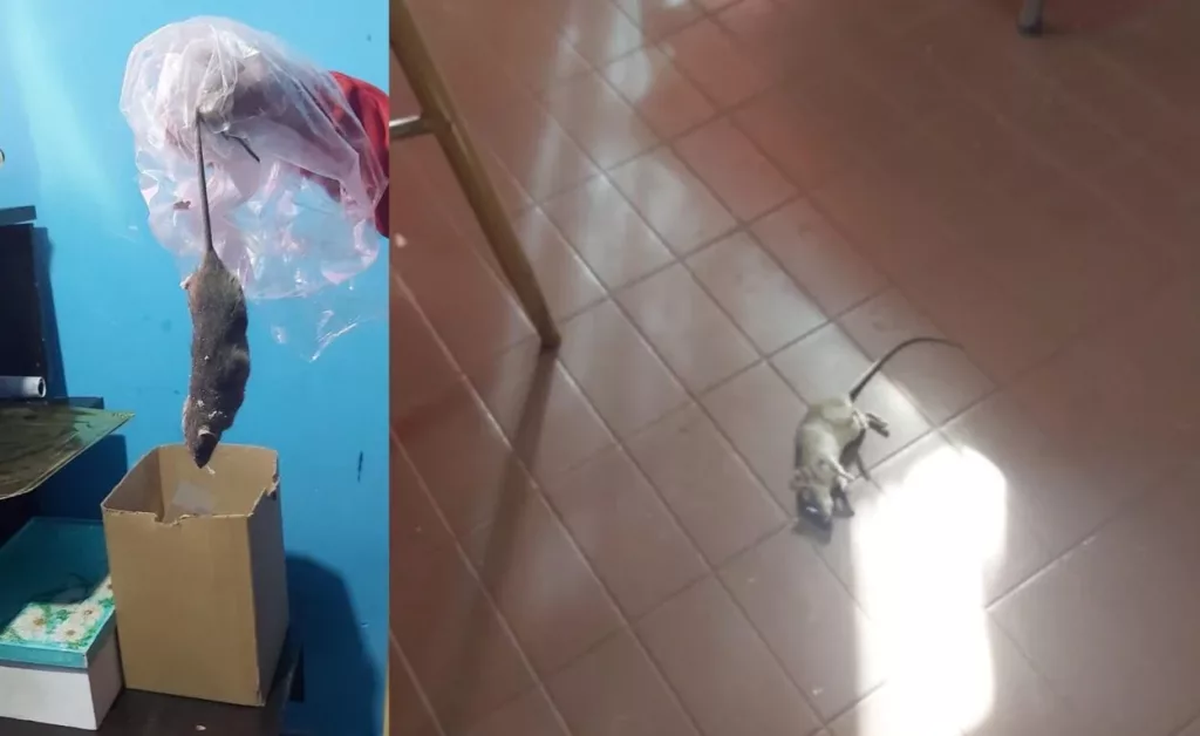 Los pericotes se instalaron en la escuela Pedro Díaz, de Tunuyán. Los pericotes se instalaron en la escuela Pedro Díaz, de Tunuyán. 