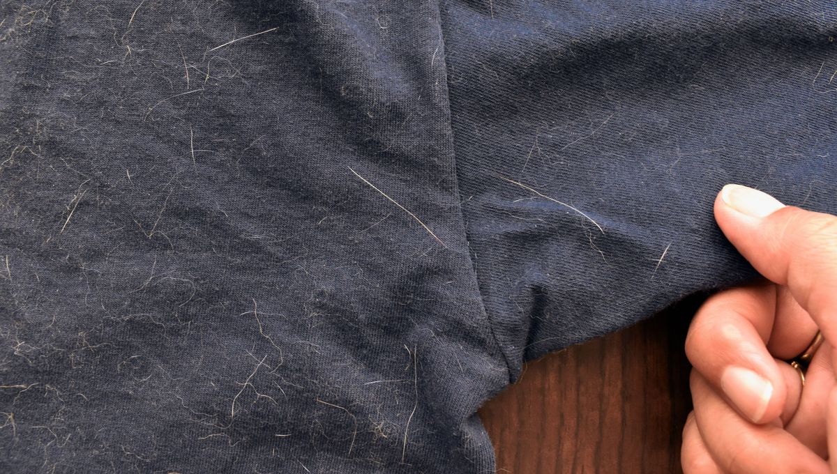 Un truco para sacar los pelos de la ropa.&nbsp;