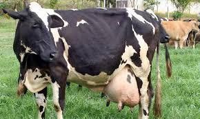 Casaron a un toro con una vaca para combatir la sequía en India