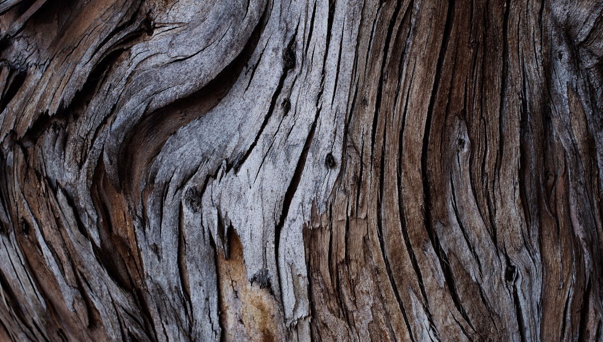 El árbol de Sudamérica que es considerado el más fuerte del mundo y crece en zona desértica