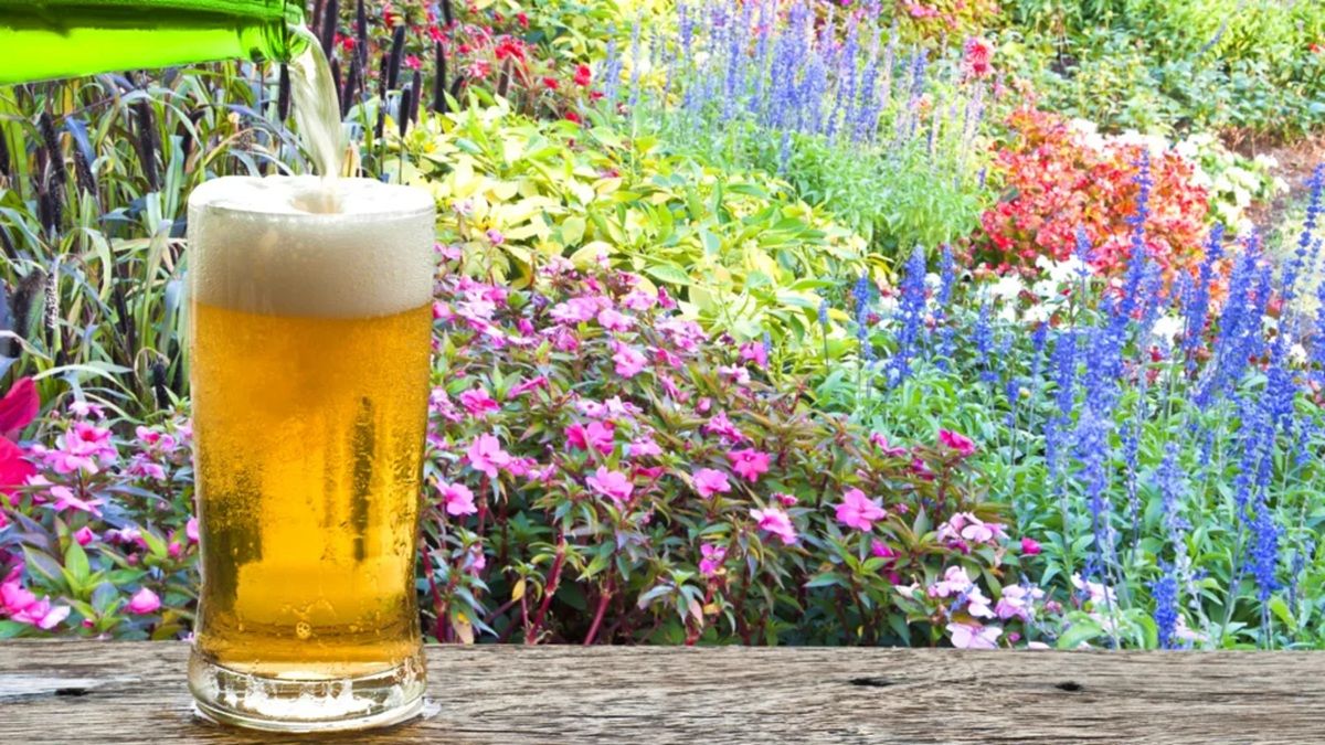 El truco secreto para aportar nutrientes en las plantas de tu jardín. Imagen: Pixabay