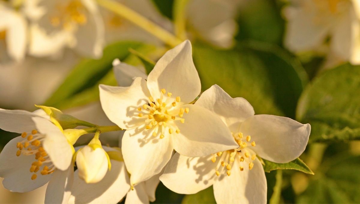 La planta de jazm&iacute;n es muy hermosa en todos los sentidos, por eso, tenerla dentro de tu hogar sin duda embellecer&aacute; y perfumara cualquier espacio.