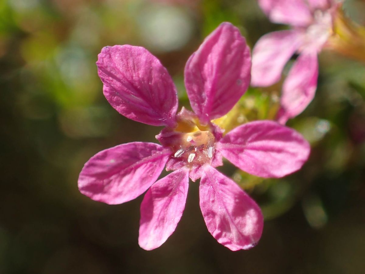 Esta planta tiene flores que pueden variar del color rosa y púrpura al blanco. Esta planta tiene flores que pueden variar del color rosa y púrpura al blanco.