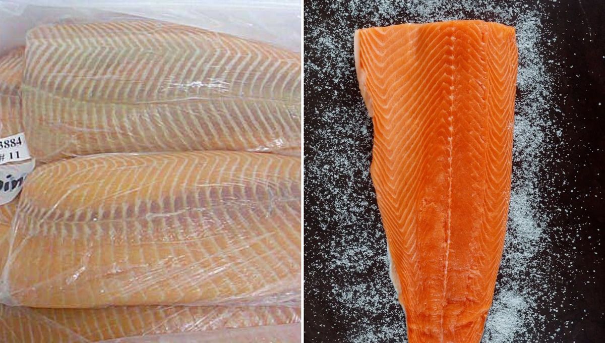 En condiciones normales, la carne del salmón de piscifactoría sería gris pálido o blanquecina. En condiciones normales, la carne del salmón de piscifactoría sería gris pálido o blanquecina. 